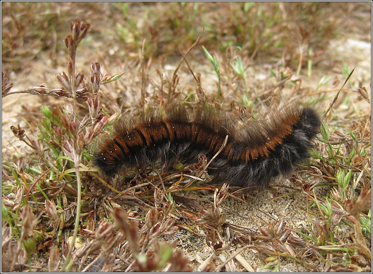 Fox Moth, Macrothylacia rubi, larva