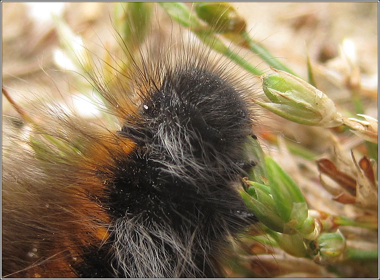 Fox Moth, Macrothylacia rubi, larva