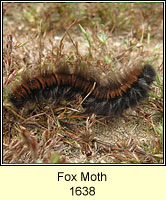 Fox Moth, Macrothylacia rubi