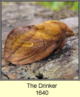 Drinker, Euthrix potatoria