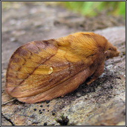 The Drinker, Euthrix potatoria