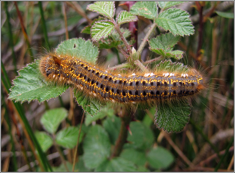 The Drinker, Euthrix potatoria