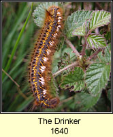 Drinker, Euthrix potatoria