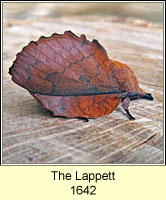 Lappet, Gastropacha quercifolia