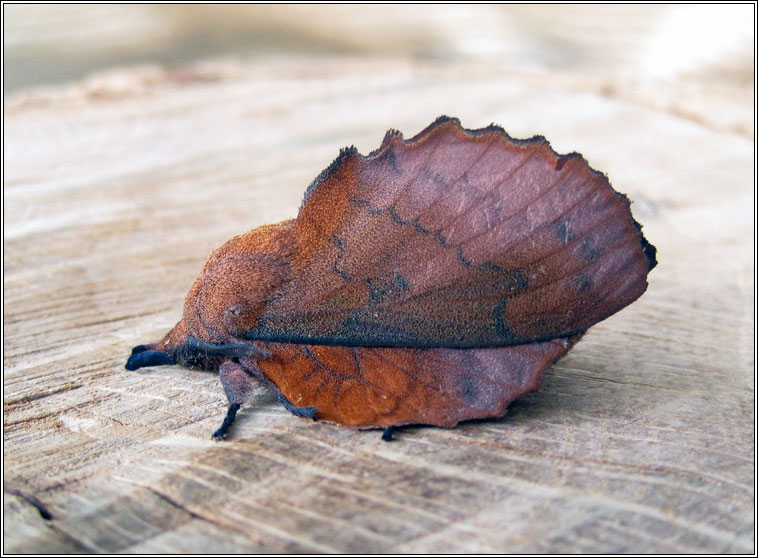 Lappet, Gastropacha quercifolia