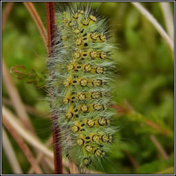 Emperor Moth, Saturnia pavonia