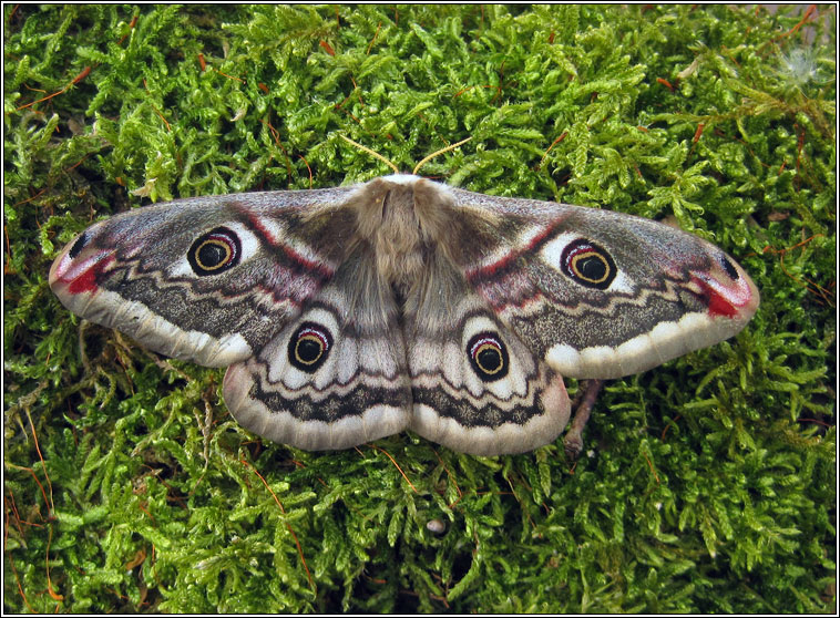 Emperor Moth, Saturnia pavonia