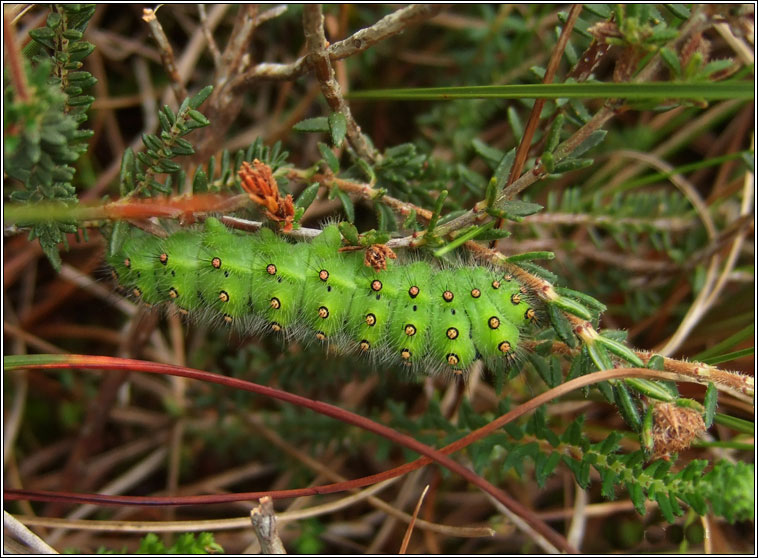 Emperor Moth, Saturnia pavonia