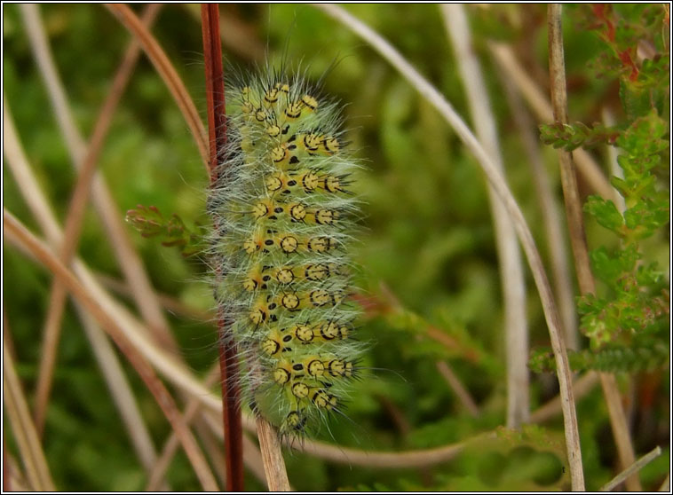 Emperor Moth, Saturnia pavonia