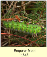 Emperor, Saturnia pavonia