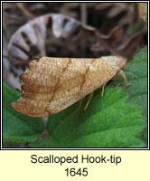 Scalloped Hook-tip, Falcaria lacertinaria