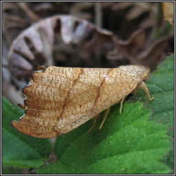 Scalloped Hook-tip, Falcaria lacertinaria