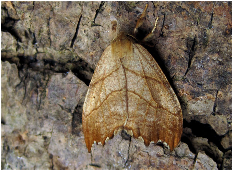 Scalloped Hook-tip, Falcaria lacertinaria