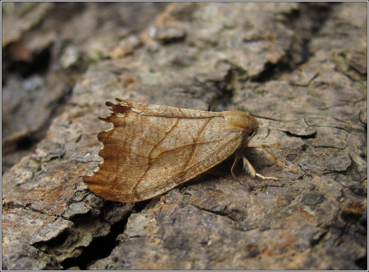 Scalloped Hook-tip, Falcaria lacertinaria