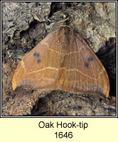 Oak Hook-tip, Watsonalla binaria