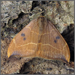 Oak Hook-tip, Watsonalla binaria