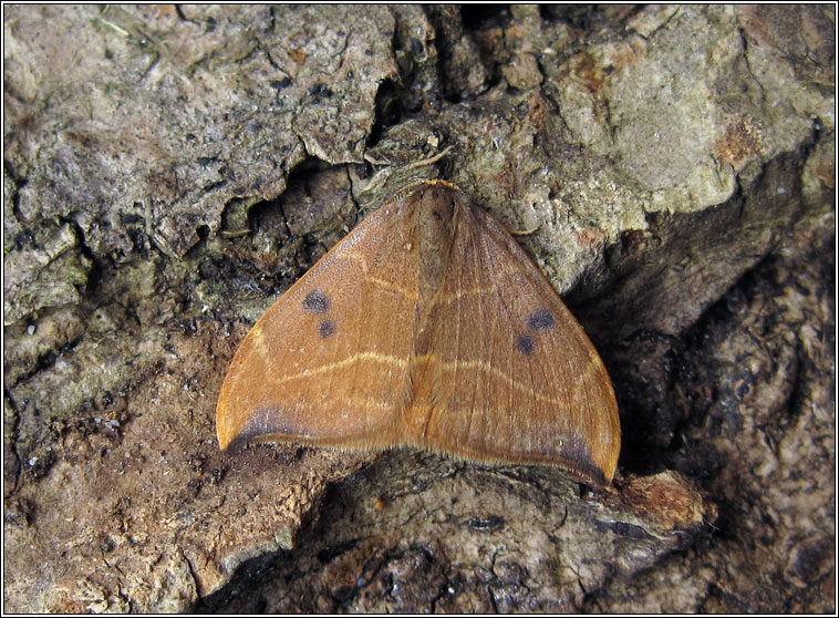 Oak Hook-tip, Watsonalla binaria