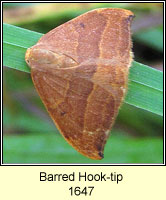 Barred Hook-tip, Watsonalla cultraria