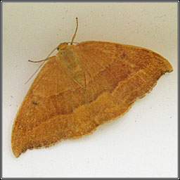 Barred Hook-tip, Watsonalla cultraria