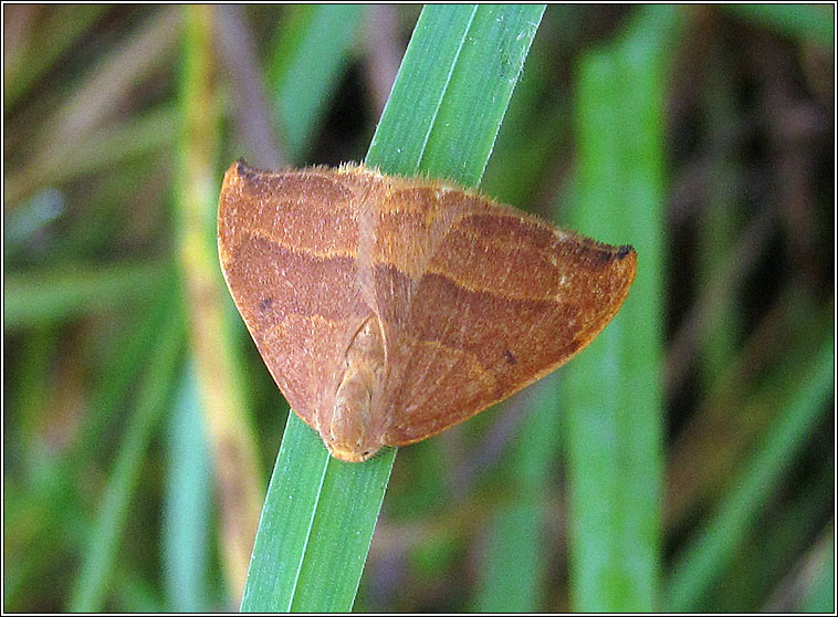 Barred Hook-tip, Watsonalla cultraria