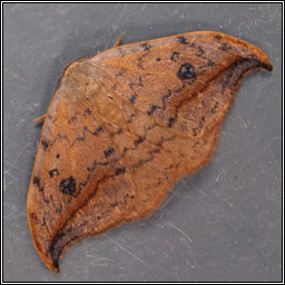 Pebble Hook-tip, Drepana falcataria