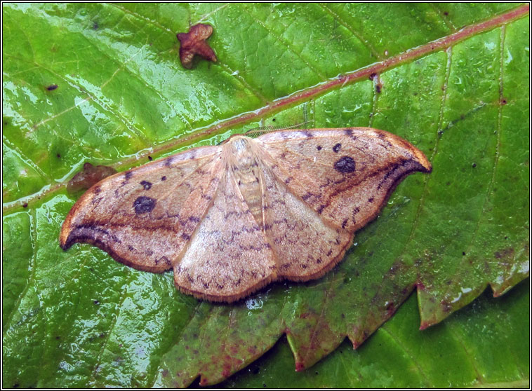 Pebble Hook-tip, Drepana falcataria