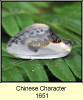 Chinese Character, Cilix glaucata