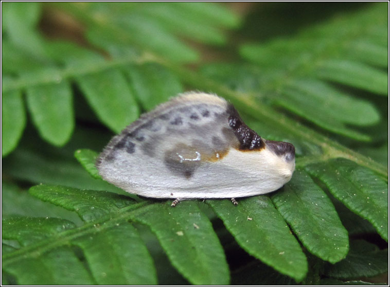 Chinese Character, Cilix glaucata