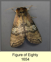 Figure of Eighty, Tethea ocularis
