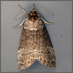 Common Lutestring, Ochropacha duplaris