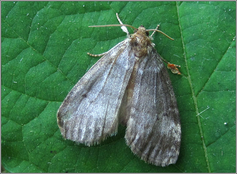 Common Lutestring, Ochropacha duplaris