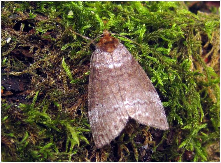 Common Lutestring, Ochropacha duplaris