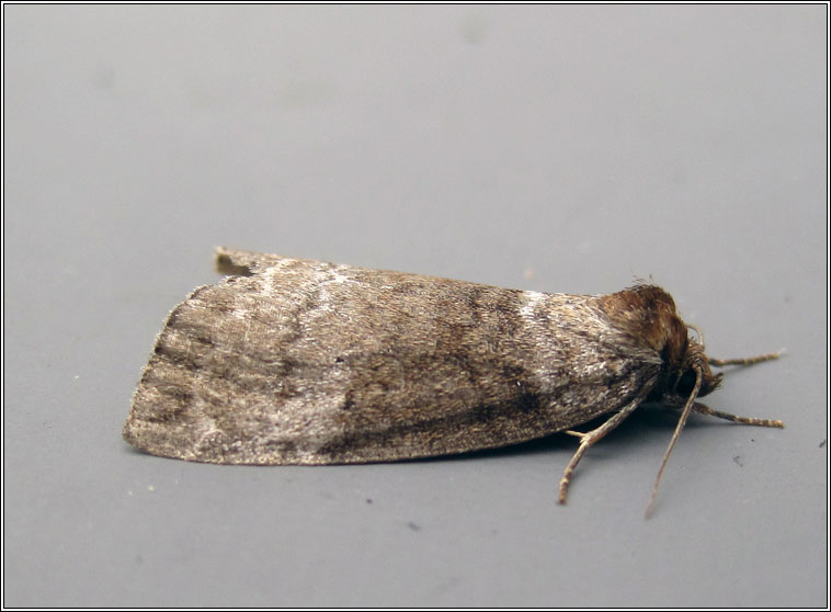 Common Lutestring, Ochropacha duplaris