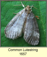 Common Lutestring, Ochropacha duplaris