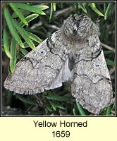 Yellow Horned, Achlya flavicornis