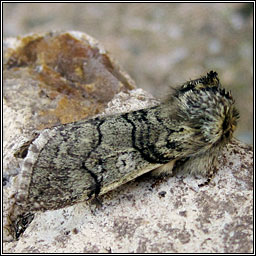 Yellow Horned, Achlya flavicornis