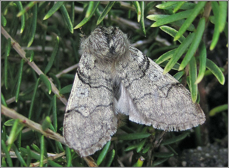 Yellow Horned, Achlya flavicornis