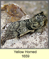 Yellow Horned, Achlya flavicornis