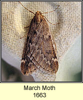 March Moth, Alsophila aescularia