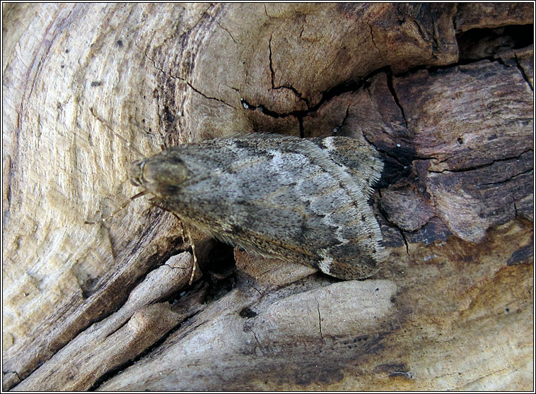 March Moth, Alsophila aescularia