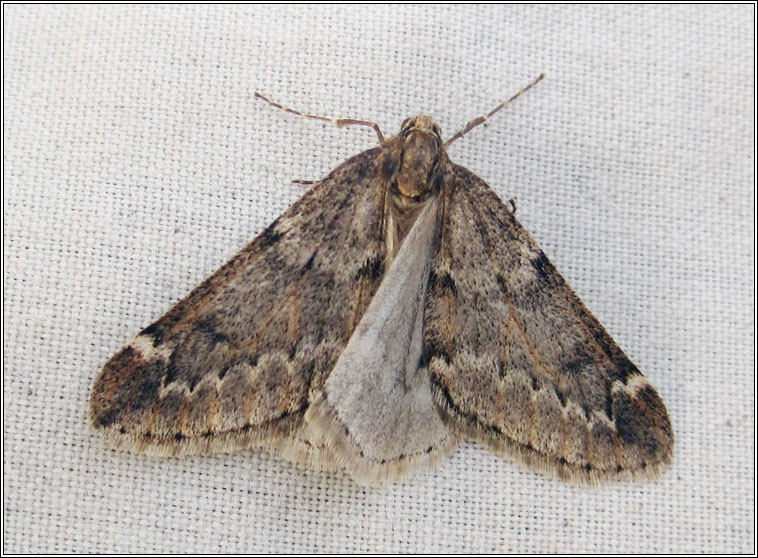 March Moth, Alsophila aescularia