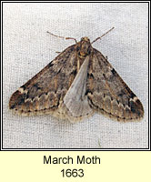 March Moth, Alsophila aescularia