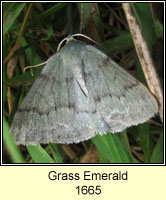 Grass Emerald, Pseudoterpna pruinata