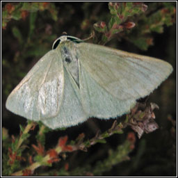 Grass Emerald, Pseudoterpna pruinata