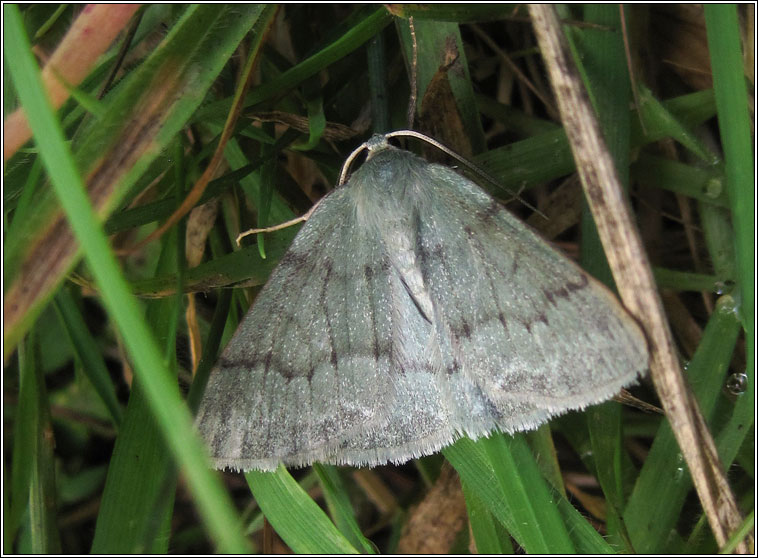 Grass Emerald, Pseudoterpna pruinata