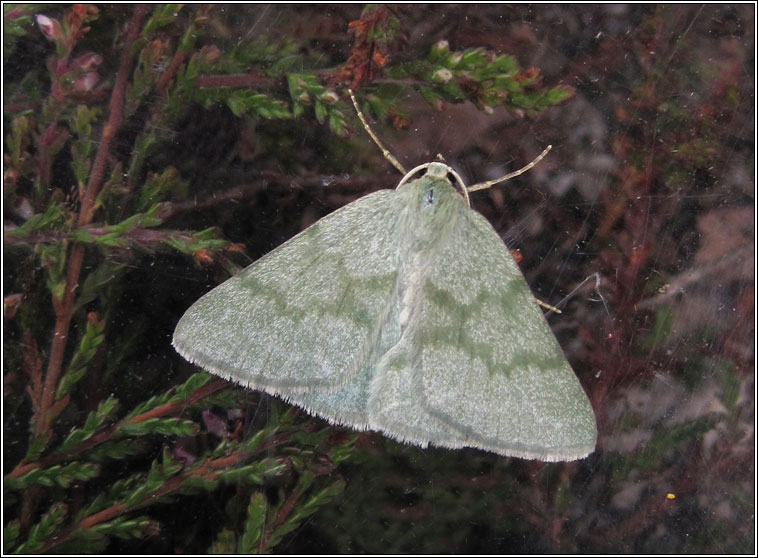 Grass Emerald, Pseudoterpna pruinata