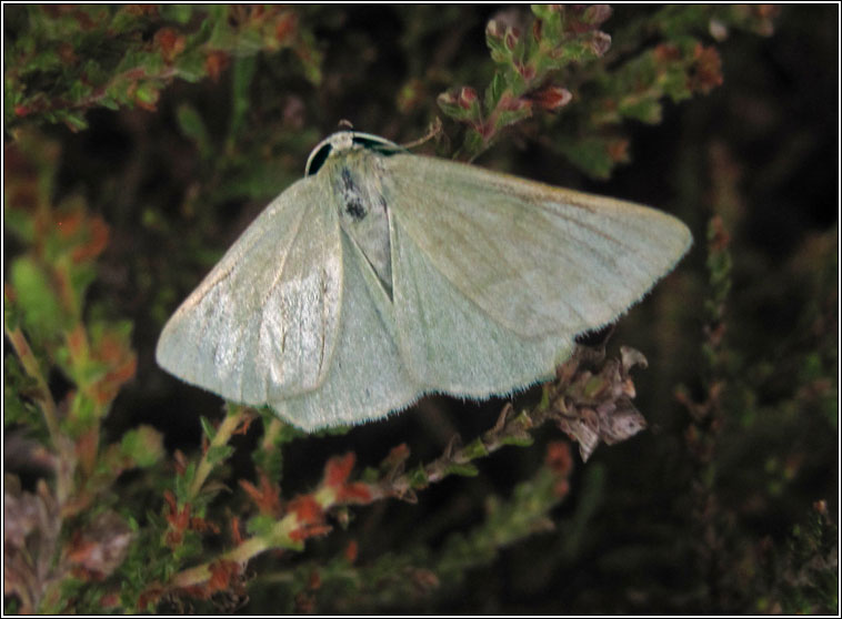 Grass Emerald, Pseudoterpna pruinata