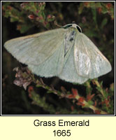 Grass Emerald, Pseudoterpna pruinata