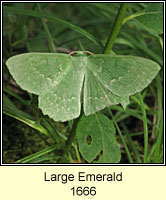 Large Emerald, Geometra papilionaria