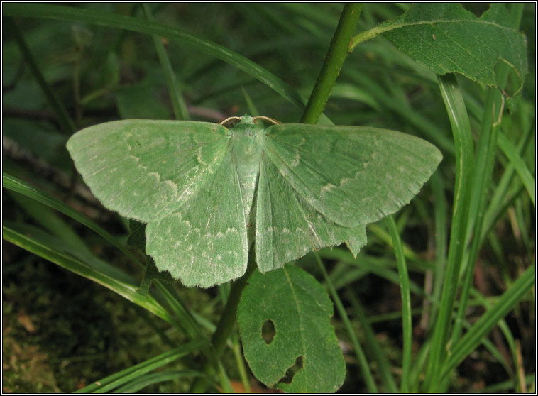 Large Emerald, Geometra papilionaria